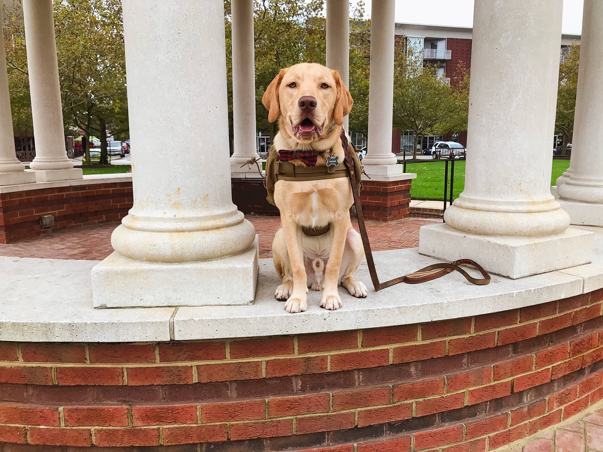 Gunnar is registered to the contest to win money with this photo: canidae, carnivore, companion_dog, dog, dog_breed, fawn, golden_retriever, house, labrador_retriever, retriever, sporting_group, yellow