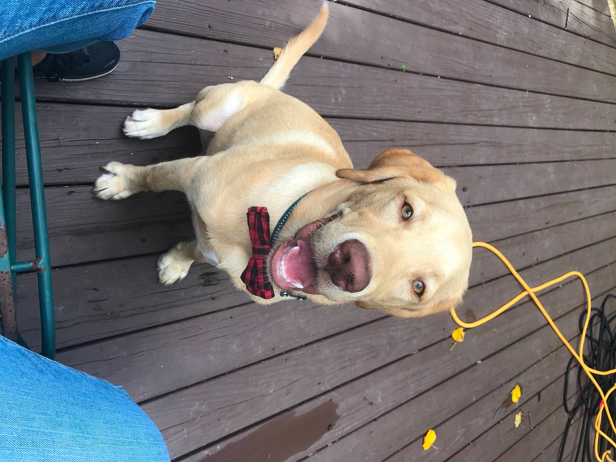 Gunnar joined the competition — help win amazing prizes! american_pit_bull_terrier, beagador, canidae, carnivore, dog, dog_breed, fawn, labrador_retriever, mammal, pit_bull, puppy, retriever, snout, sporting_group