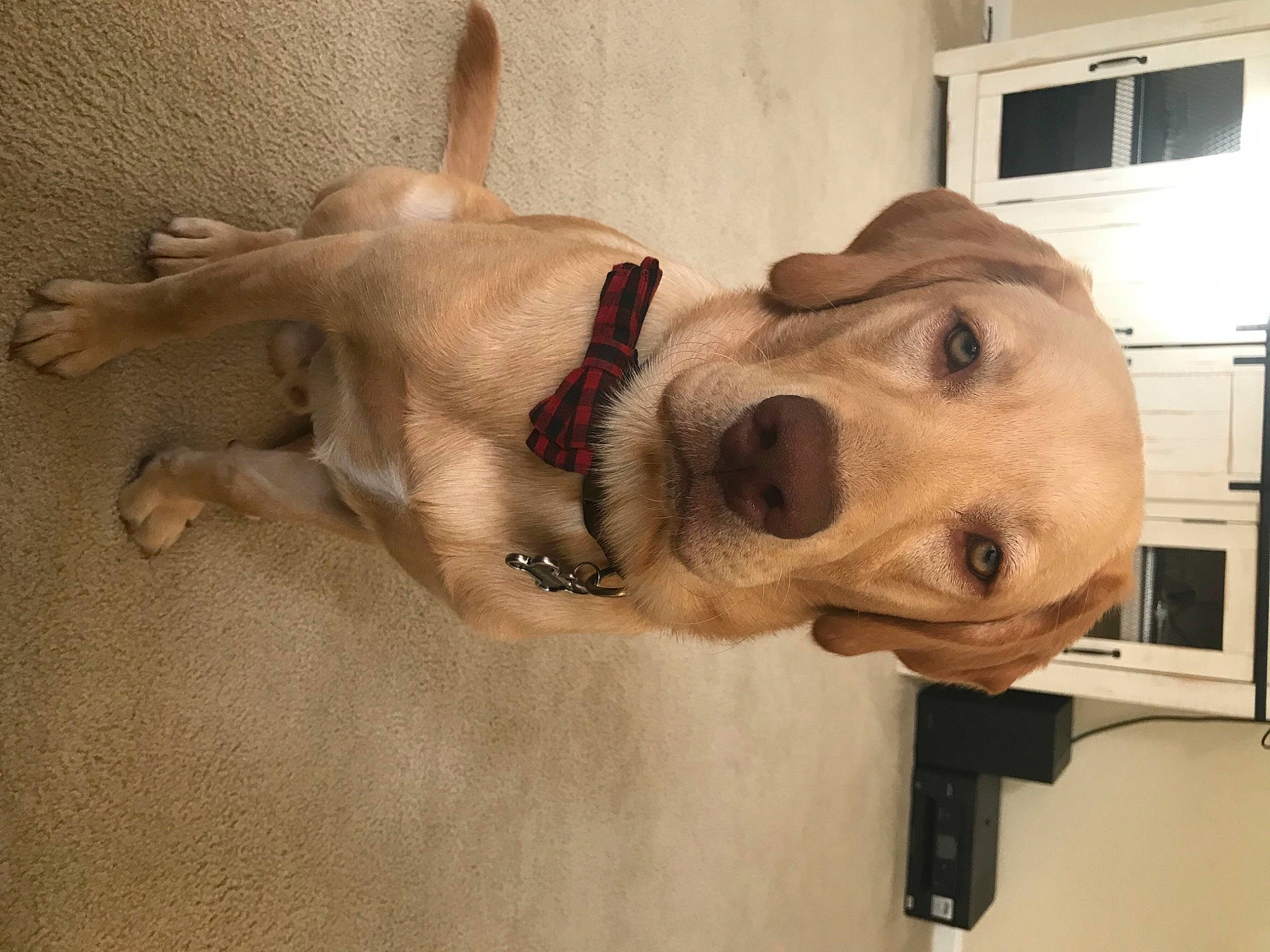 Gunnar joined the competition — help win amazing prizes! beagador, black_mouth_cur, broholmer, canidae, carnivore, companion_dog, dog, dog_breed, ear, fawn, labrador_retriever, nose, paw, puppy, puppy_love, retriever, snout, sporting_group