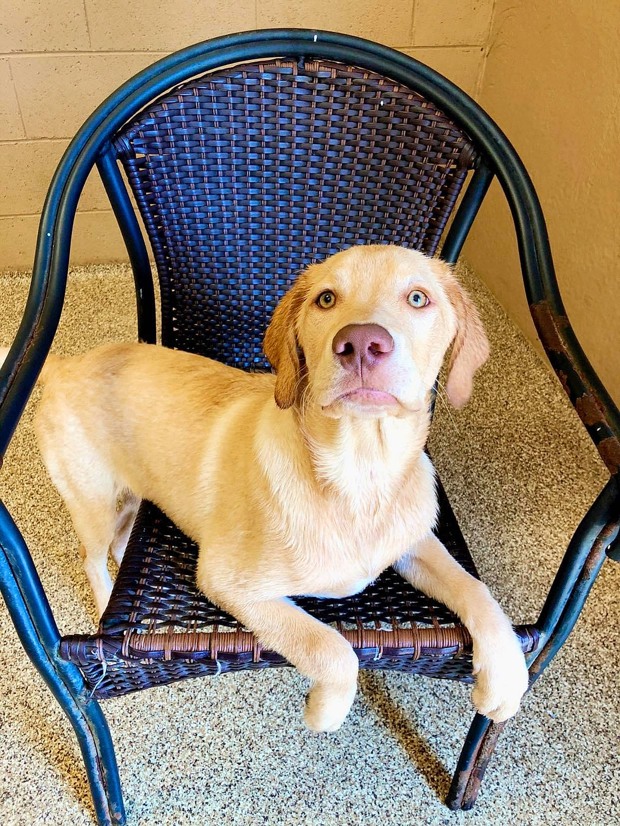 Gunnar is registered to the contest to win money with this photo: beige, canidae, carnivore, chair, companion_dog, dog, dog_breed, fawn, labrador_retriever, leash, mammal, puppy, retriever, sporting_group