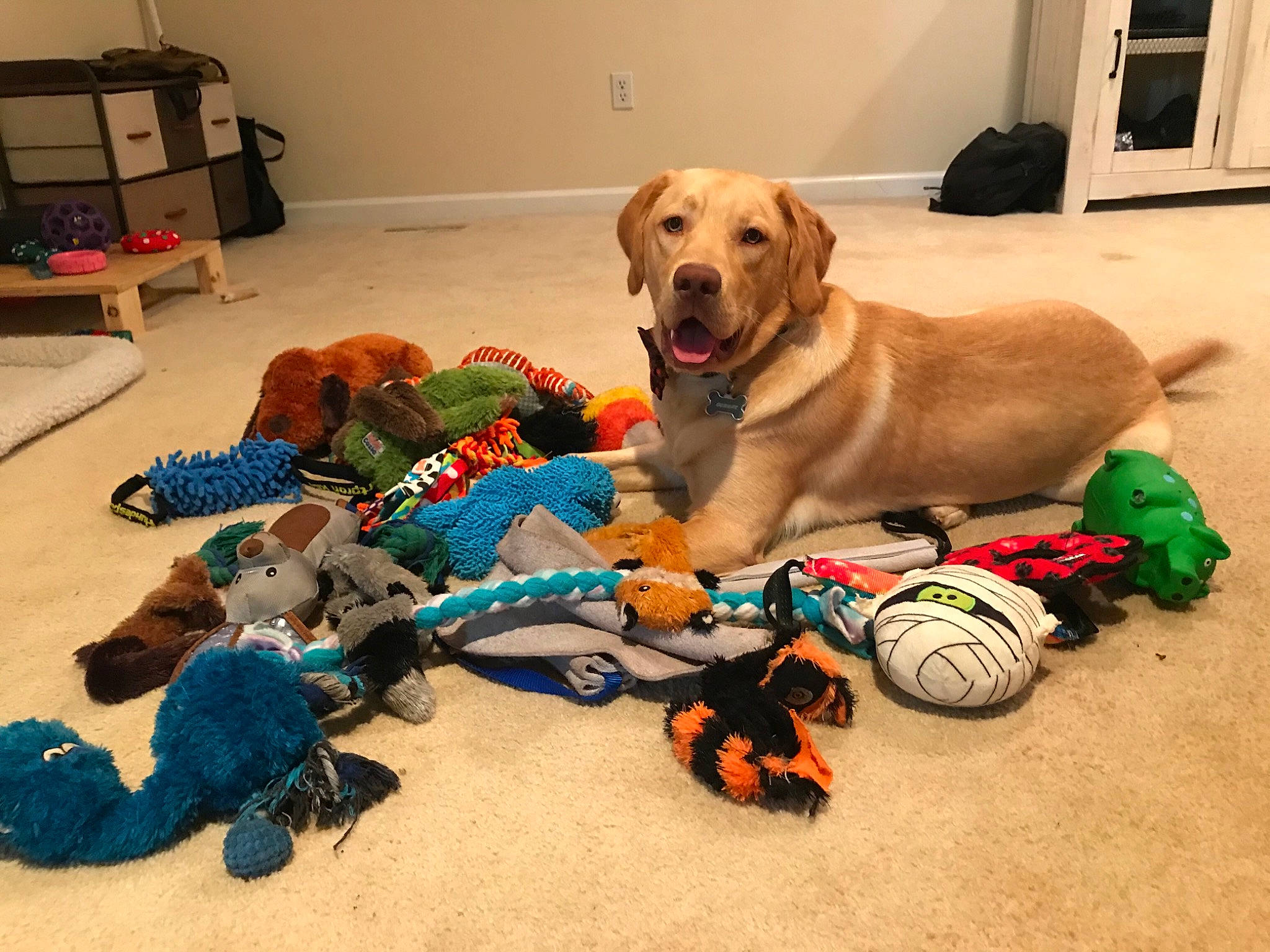 Gunnar joined the competition — help win amazing prizes! adventure, beagador, canidae, carnivore, christmas, companion_dog, dog, dog_breed, dog_clothes, dog_toy, fawn, golden_retriever, labrador_retriever, play, puppy, retriever, sporting_group