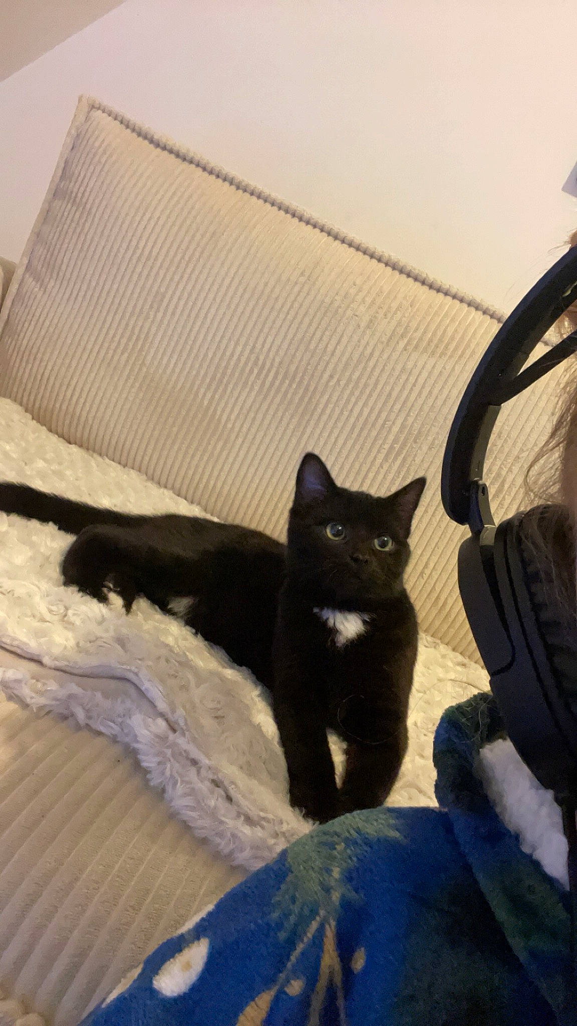 Mao participe au concours pour gagner de l'argent avec cette photo : automotive_tire, black_cat, bombay, carnivore, cat, comfort, domestic_short_haired_cat, felidae, fur, grey, linens, metal, shadow, small_to_medium_sized_cats, snout, tail, tints_and_shades, whiskers, window, wood