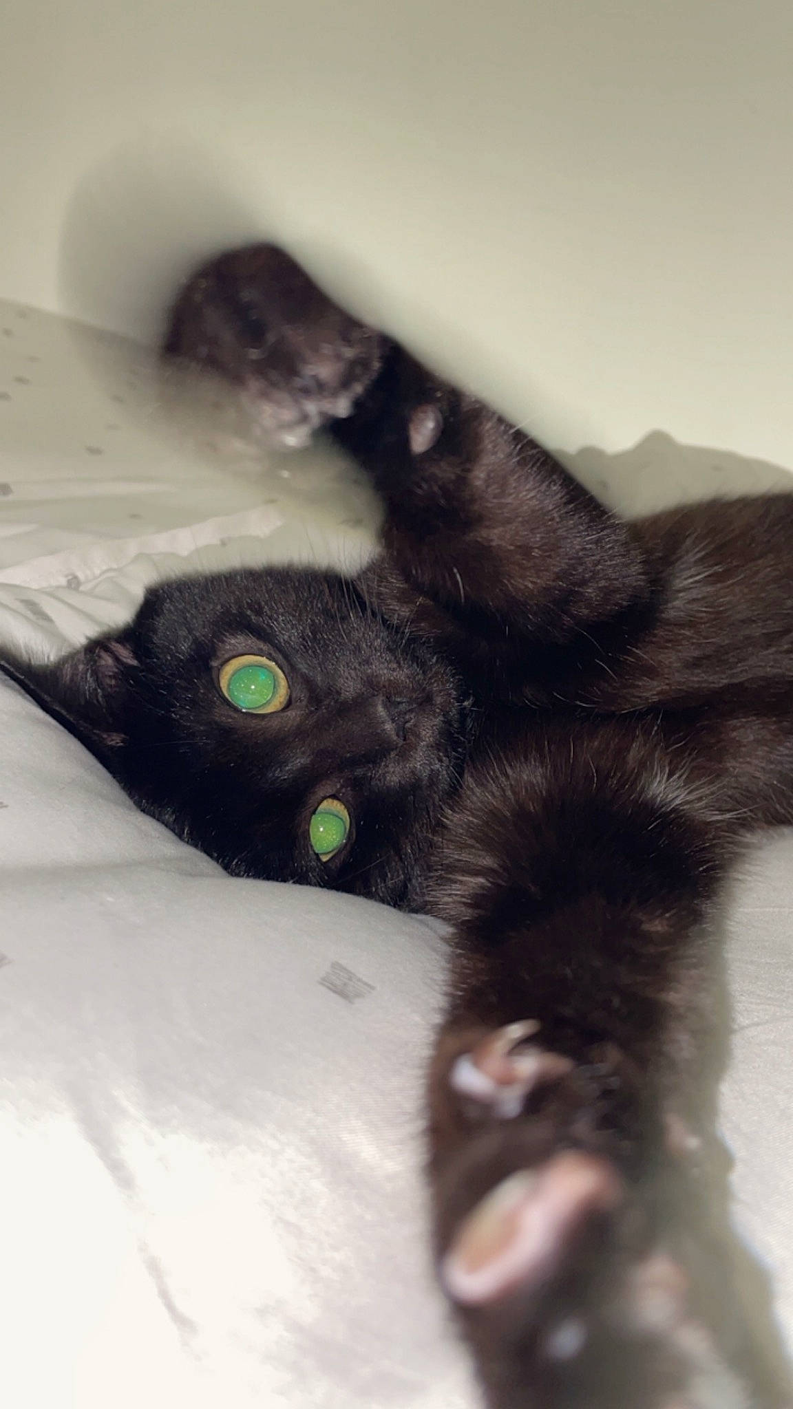 Mao a rejoint le concours — aidez-le/la à gagner de superbes lots ! black_cat, bombay, canidae, carnivore, cat, claw, comfort, dog_breed, domestic_short_haired_cat, ear, felidae, foot, fur, paw, small_to_medium_sized_cats, snout, tail, terrestrial_animal, whiskers