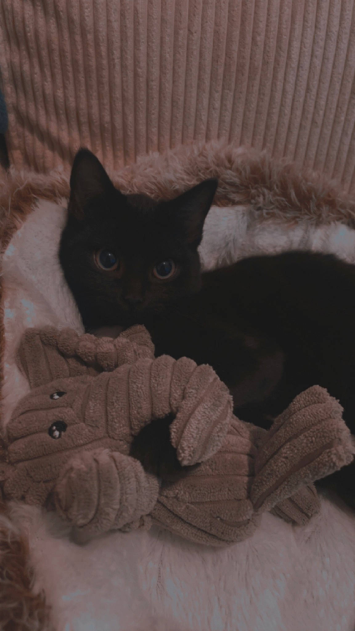 Mao a rejoint le concours — aidez-le/la à gagner de superbes lots ! art, black_cat, carnivore, cat, cat_supply, comfort, domestic_short_haired_cat, eye, felidae, fur, grey, linens, pattern, room, small_to_medium_sized_cats, snout, tail, terrestrial_animal, thread, whiskers