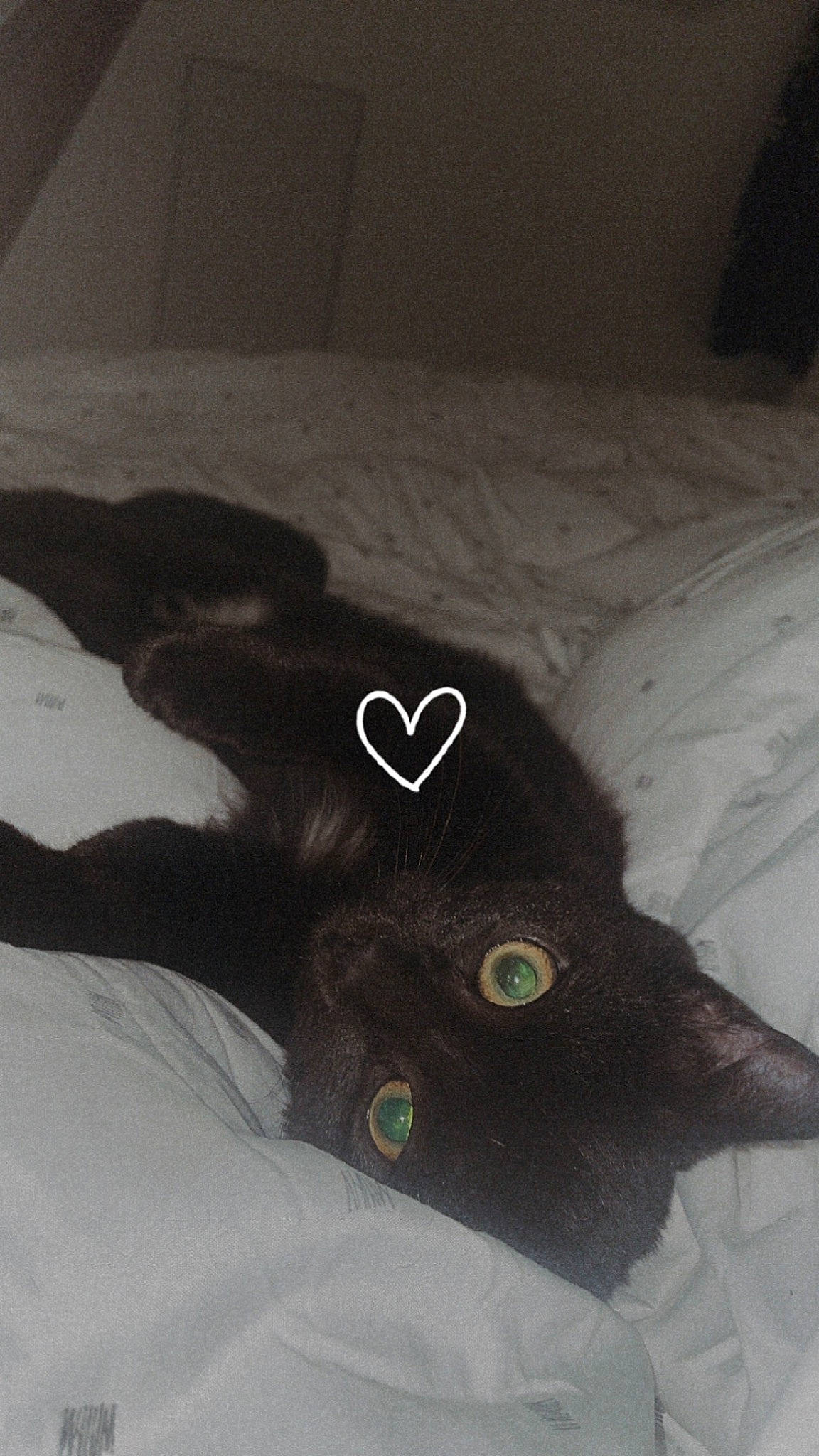 Mao participe au concours pour gagner de l'argent avec cette photo : black_cat, cap, carnivore, cat, comfort, fashion_accessory, felidae, font, fur, grey, leather, linens, personal_protective_equipment, sleeve, small_to_medium_sized_cats, snout, sportswear, t_shirt, tail, whiskers