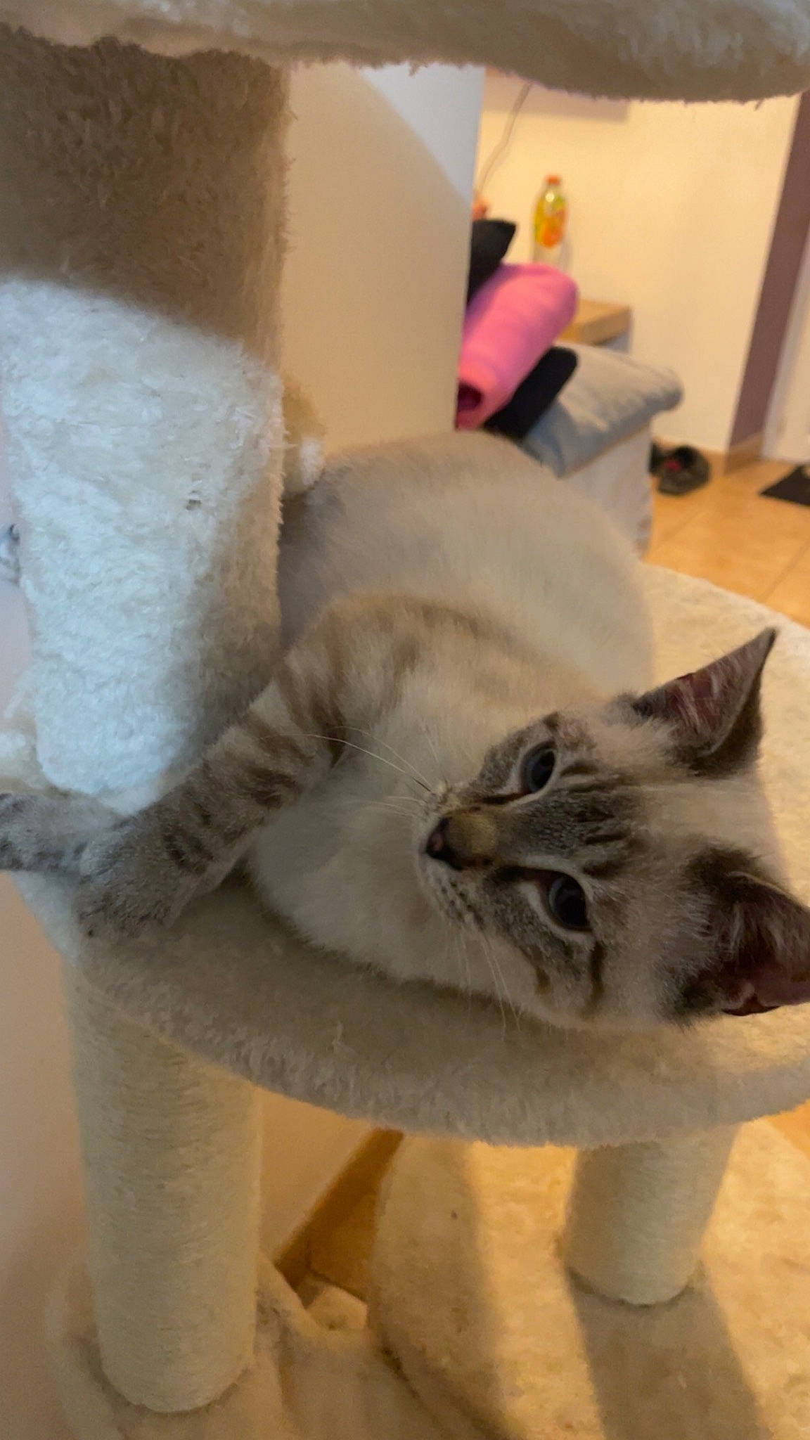 Milo a rejoint le concours — aidez-le/la à gagner de superbes lots ! box, carnivore, cat, cat_furniture, cat_supply, chair, comfort, domestic_short_haired_cat, fawn, felidae, flooring, fur, paw, pet_supply, room, small_to_medium_sized_cats, snout, tail, whiskers, wood