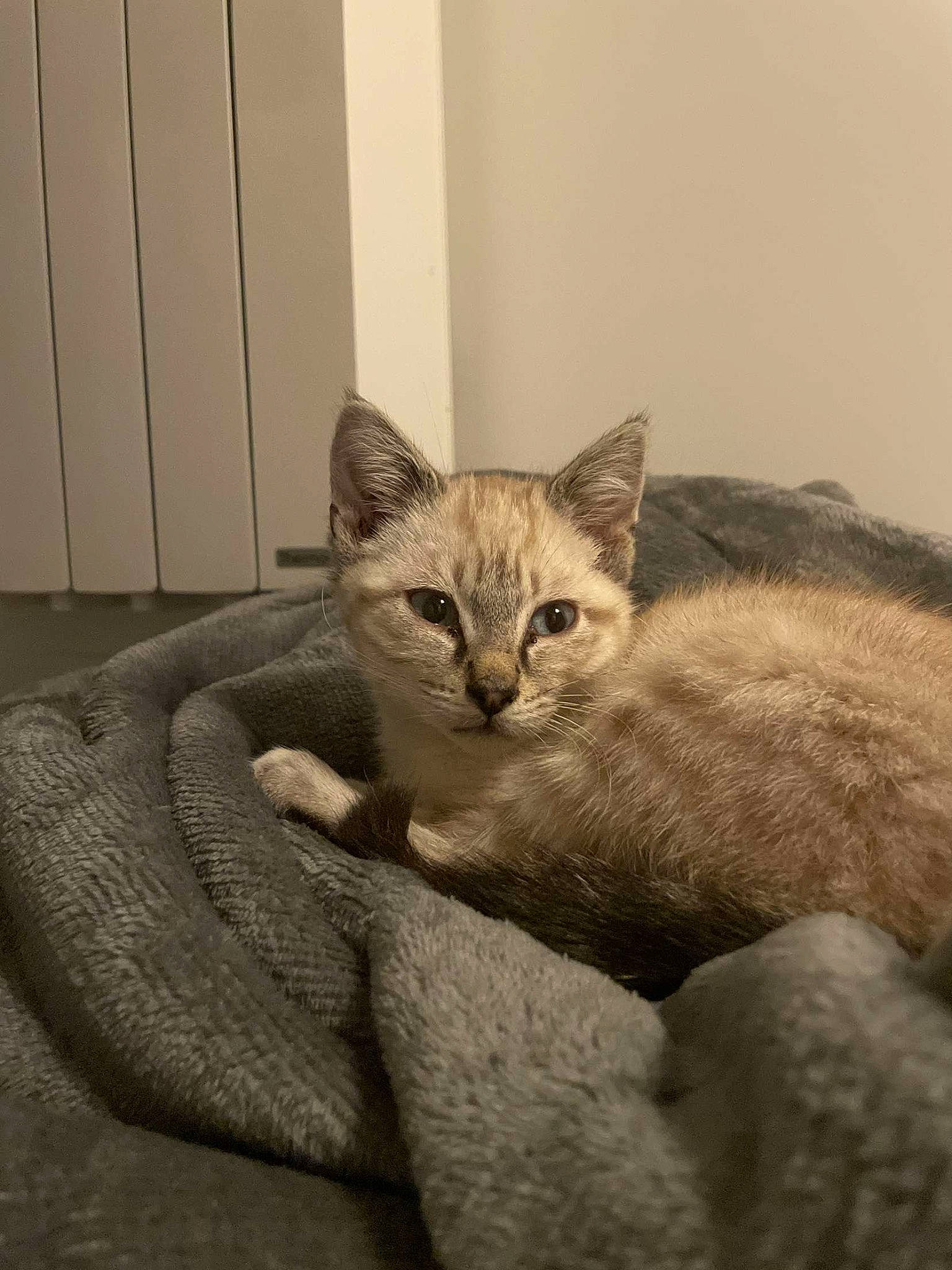 Milo participe au concours pour gagner de l'argent avec cette photo : carnivore, cat, cat_supply, comfort, domestic_short_haired_cat, door, fawn, felidae, fur, grey, paw, sitting, small_to_medium_sized_cats, snout, tail, terrestrial_animal, whiskers, wildlife, window