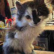 Cannoli is registered to the contest to win money with this photo: animal, black_and_white, cat, cozy, cute, domestic, feline, fur, furry, home, indoor, kitten, lamp, paw, pet, shelf, sitting, small, whiskers, young