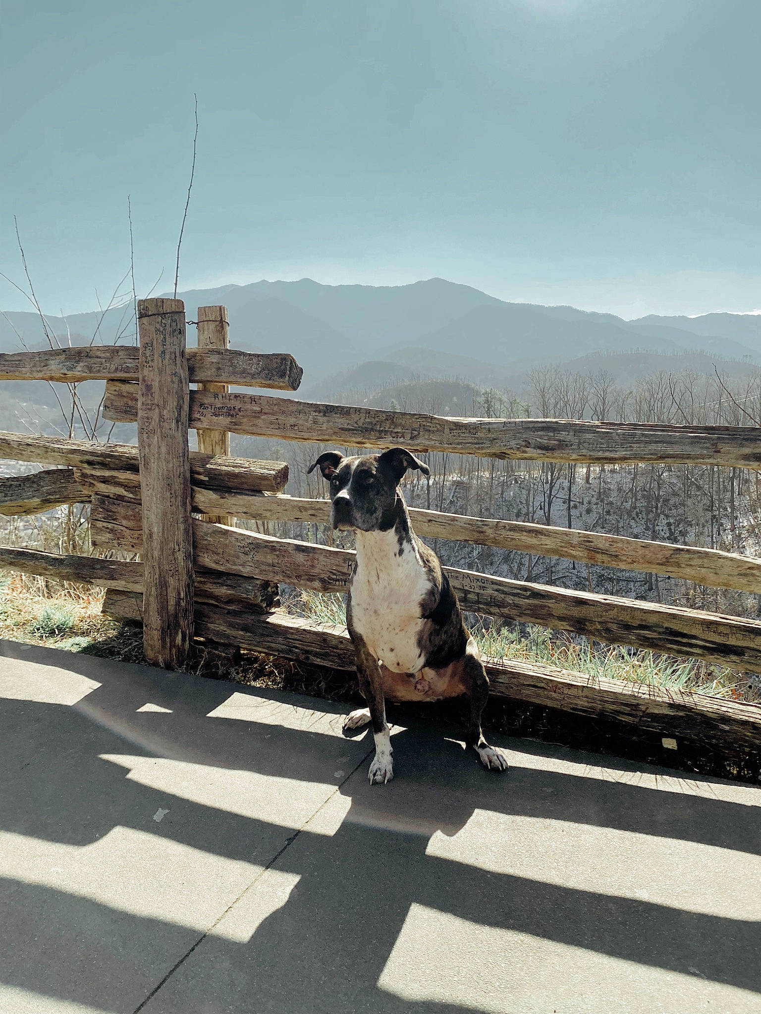 Kane joined the competition — help win amazing prizes! asphalt, canidae, carnivore, cloud, companion_dog, dog, dog_breed, dress, fawn, fence, horizon, landscape, mountain, road, road_surface, sky, snout, sporting_group, wood, working_animal