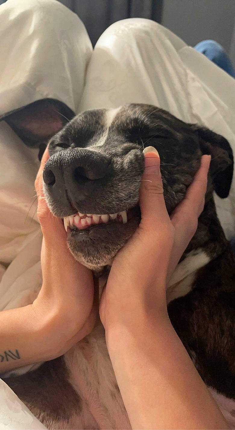 Kane is registered to the contest to win money with this photo: barefoot, carnivore, comfort, companion_dog, dog, dog_breed, fang, fawn, foot, gesture, happy, human_leg, jaw, nail, paw, snout, sunglasses, terrestrial_animal, whiskers, working_animal