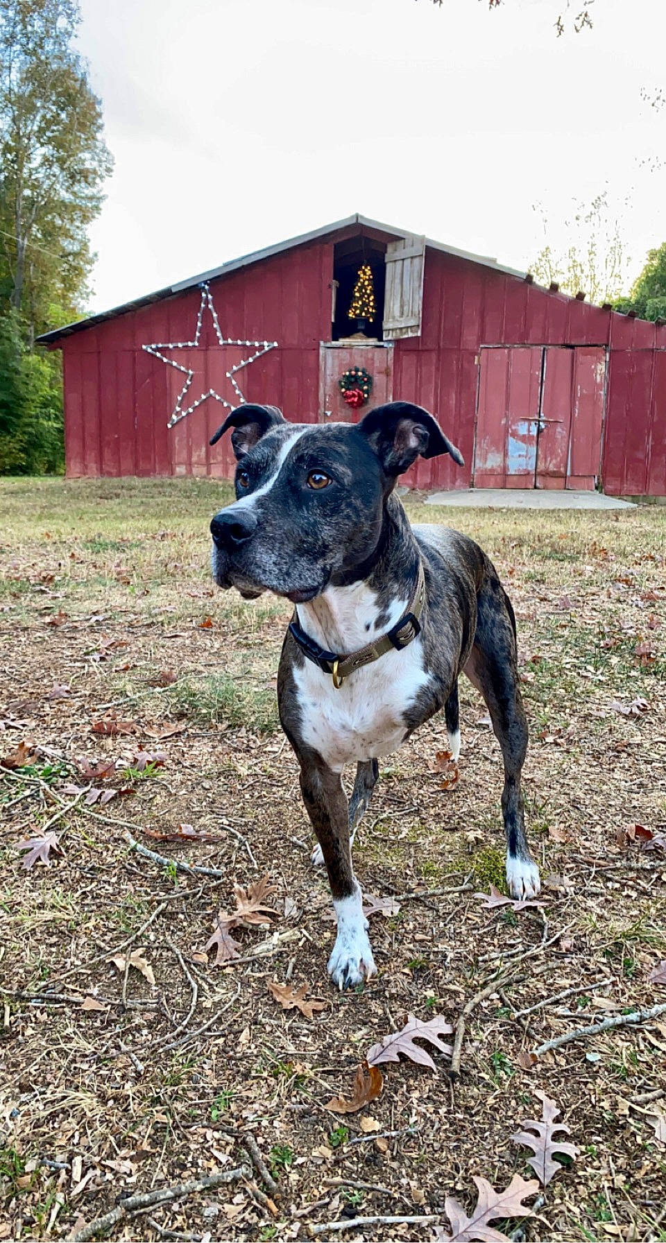 Kane is registered to the contest to win money with this photo: canidae, carnivore, collar, companion_dog, dog, dog_breed, dog_collar, dog_supply, fawn, grass, guard_dog, gun_dog, house, plant, sky, snout, sporting_group, tree, working_animal, working_dog