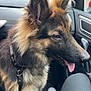 Rex participe au concours pour gagner de l'argent avec cette photo : animal, car_interior, close_up, daylight, dog, ears, furry, german_shepherd, leash, person_leg, pet, restraint, road, seat, shoe, side_profile, street, tongue_out, vehicle, window