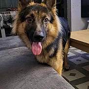 Rex participe au concours pour gagner de l'argent avec cette photo : animal, canine, carpet, couch, dog, domestic, ears_up, floor, friendly, furniture, german_shepherd, happy, house, indoor, living_room, looking, pet, table, tongue_out, wall_art