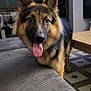 animal, canine, carpet, couch, dog, domestic, ears_up, floor, friendly, furniture, german_shepherd, happy, house, indoor, living_room, looking, pet, table, tongue_out, wall_art