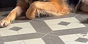 Rex participe au concours pour gagner de l'argent avec cette photo : animal, canine, companion, cute, dog, ears, floor, friendly, fur, german_shepherd, indoor, looking_at_camera, lying_down, mammal, paw, pet, portrait, resting, tile_floor, tongue_out