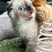 Brew is registered to the contest to win money with this photo: kitten, cat, blue_eyes, fluffy, meowing, open_mouth, pet, animal, close_up, portrait, fur, whiskers, indoor, carpet, sneaker, plush_toy, cute, curious, sitting, cozy