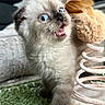 kitten, cat, blue_eyes, fluffy, meowing, open_mouth, pet, animal, close_up, portrait, fur, whiskers, indoor, carpet, sneaker, plush_toy, cute, curious, sitting, cozy