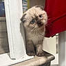 Brew is registered to the contest to win money with this photo: cat, kitten, blue_eyes, fluffy, fur, sitting, indoor, home, wooden_ledge, white_post, red_curtain, whiskers, animal, pet, portrait, close_up, cute, curious, soft_lighting, domestic