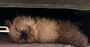 Brew is registered to the contest to win money with this photo: cat, kitten, sleeping, fluffy, brown_fur, long_hair, whiskers, closed_eyes, belly_up, resting, cozy, blanket, bedding, indoor, home, cuddly, cute, relaxed, pet, portrait