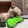 Brew joined the competition — help win amazing prizes! cat, kitten, blue_eyes, fluffy, long_hair, cream_fur, brown_points, pet, animal, cuddling, toy, plush_toy, green_toy, indoor, cat_tree, cozy, resting, lying_down, whiskers, adorable