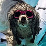 animal, black, canine, cute, dog, float, fluffy, fun, leisure, outdoor, pet, pink, pool, relaxing, summer, sunglasses, sunny, swimming, water, white