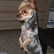 Isis a rejoint le concours — aidez-le/la à gagner de superbes lots ! alert, animal, bucket, companion, dog, domestic, ears, floor, fur, headphones, indoor, pet, room, side_view, small_dog, standing, table, tile_floor, wooden_furniture, yorkshire_terrier