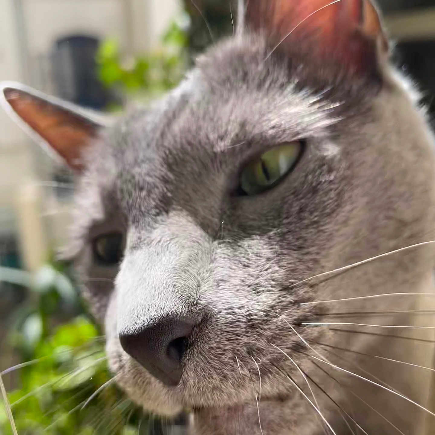 Junior a rejoint le concours — aidez-le/la à gagner de superbes lots ! animal, blurred_background, cat, close_up, curious, cute, daylight, domestic_cat, ears, face, feline, gray_cat, green_eyes, nature, outdoor, pet, portrait, soft_focus, sunlight, whiskers