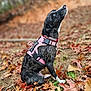 animal, autumn_leaves, black, brindle, brown, canine, closeup, collar, daylight, dog, fall, grass, leaf_litter, looking_up, nature, outdoor, pet, pink_harness, sitting, white