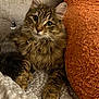 animal, bed, bell, blanket, cat, collar, cute, ears, face, fluffy, fur, indoor, orange, paw, pet, pillow, relaxed, sleepy, tabby, whiskers