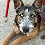 dog, blue_eyes, close_up, scruffy, fur, lying_down, gravel, red_chair, outdoor, pet, canine, animal, looking, ears_up, whiskers, snout, portrait, leash, curious, muzzle