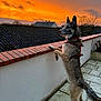 Max a rejoint le concours — aidez-le/la à gagner de superbes lots ! dog, sunset, outdoor, pet, animal, sky, wall, brick, roof, tree, nature, canine, fur, alert, standing, pavement, evening, scenic, watching, landscape