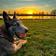 Max a rejoint le concours — aidez-le/la à gagner de superbes lots ! dog, grass, ball, sunset, lake, water, sky, clouds, tree, nature, outdoor, animal, pet, collar, playing, relaxing, sunlight, reflection, landscape, field