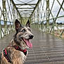 Max participe au concours pour gagner de l'argent avec cette photo : dog, animal, blue_eyes, red_harness, bridge, wooden_floor, metal_structure, outdoor, tongue_out, sitting, canine, happy, pet, nature, daytime, leash, fur, portrait, background_blur, structure