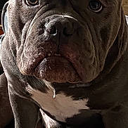Stax joined the competition — help win amazing prizes! dog, bulldog, indoor, closeup, pet, animal, ears, fur, wrinkles, face, muscular, seated, brown, white_chest, paw, looking, expression, canine, portrait, domestic_animal
