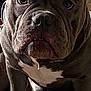 dog, bulldog, indoor, closeup, pet, animal, ears, fur, wrinkles, face, muscular, seated, brown, white_chest, paw, looking, expression, canine, portrait, domestic_animal