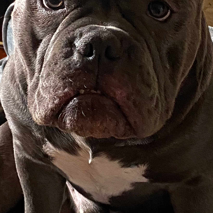 Stax joined the competition — help win amazing prizes! animal, brown, bulldog, canine, closeup, dog, domestic_animal, ears, expression, face, fur, indoor, looking, muscular, paw, pet, portrait, seated, white_chest, wrinkles