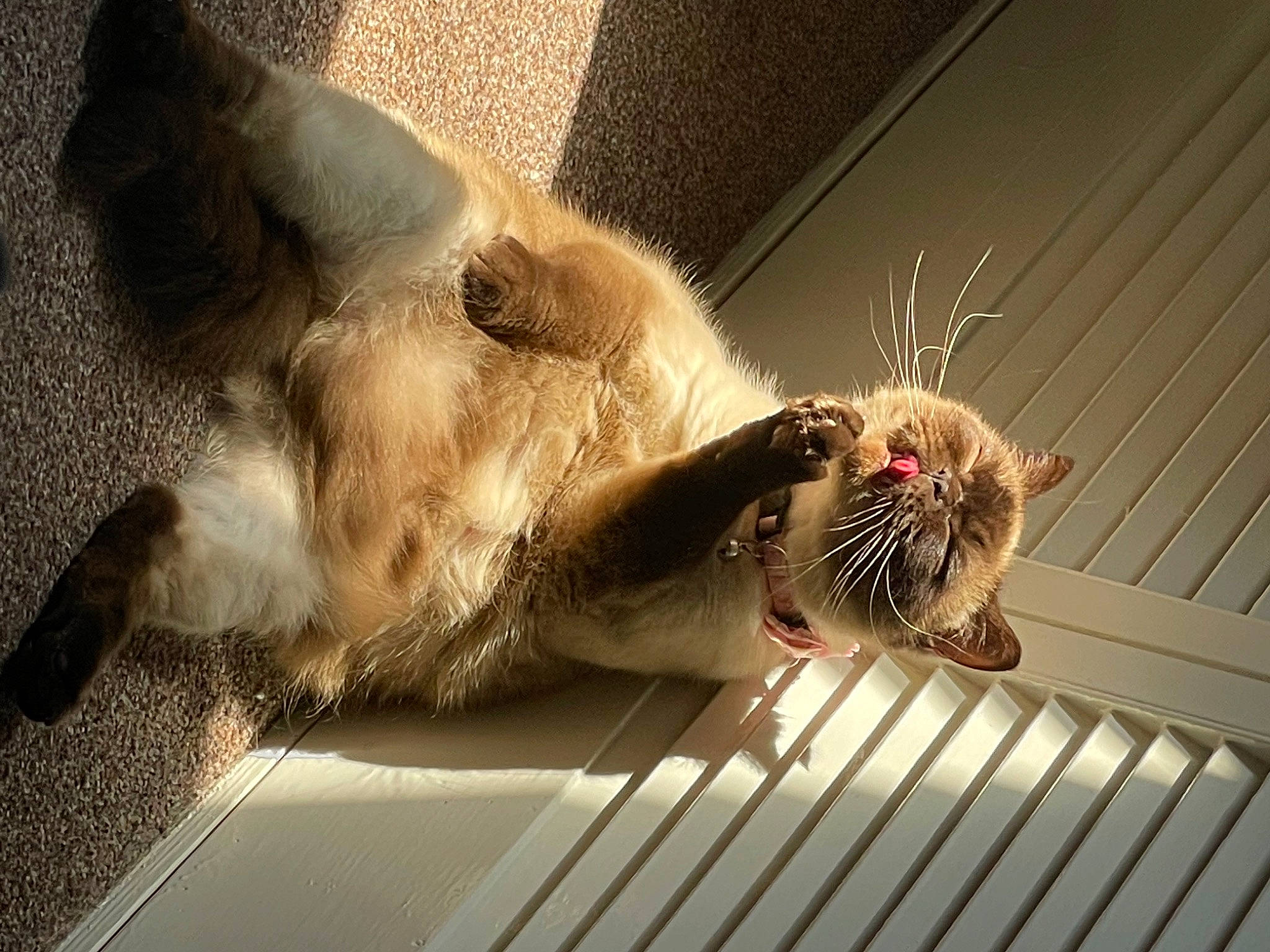 Cookie joined the competition — help win amazing prizes! carnivore, cat, claw, comfort, domestic_short_haired_cat, fawn, felidae, fur, mammal, muroidea, paw, pest, pet_supply, rodent, small_to_medium_sized_cats, snout, tail, whiskers, wildlife, wood