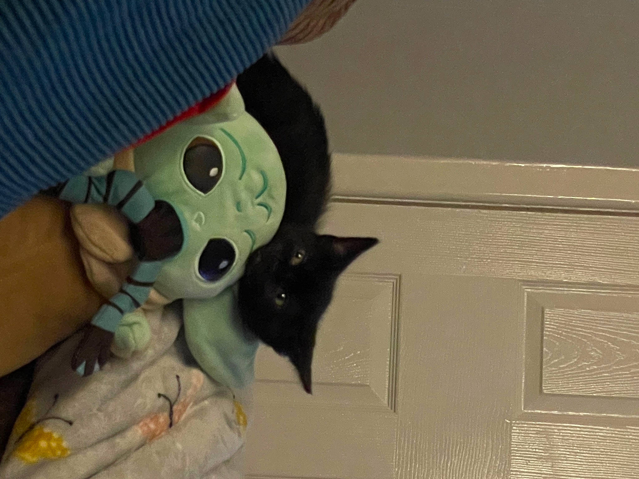 Boba is registered to the contest to win money with this photo: button, cap, carmine, carnivore, cat, costume_hat, fashion_accessory, felidae, gesture, helmet, human_leg, nail, personal_protective_equipment, room, sleeve, small_to_medium_sized_cats, stuffed_toy, thumb, whiskers, wrist