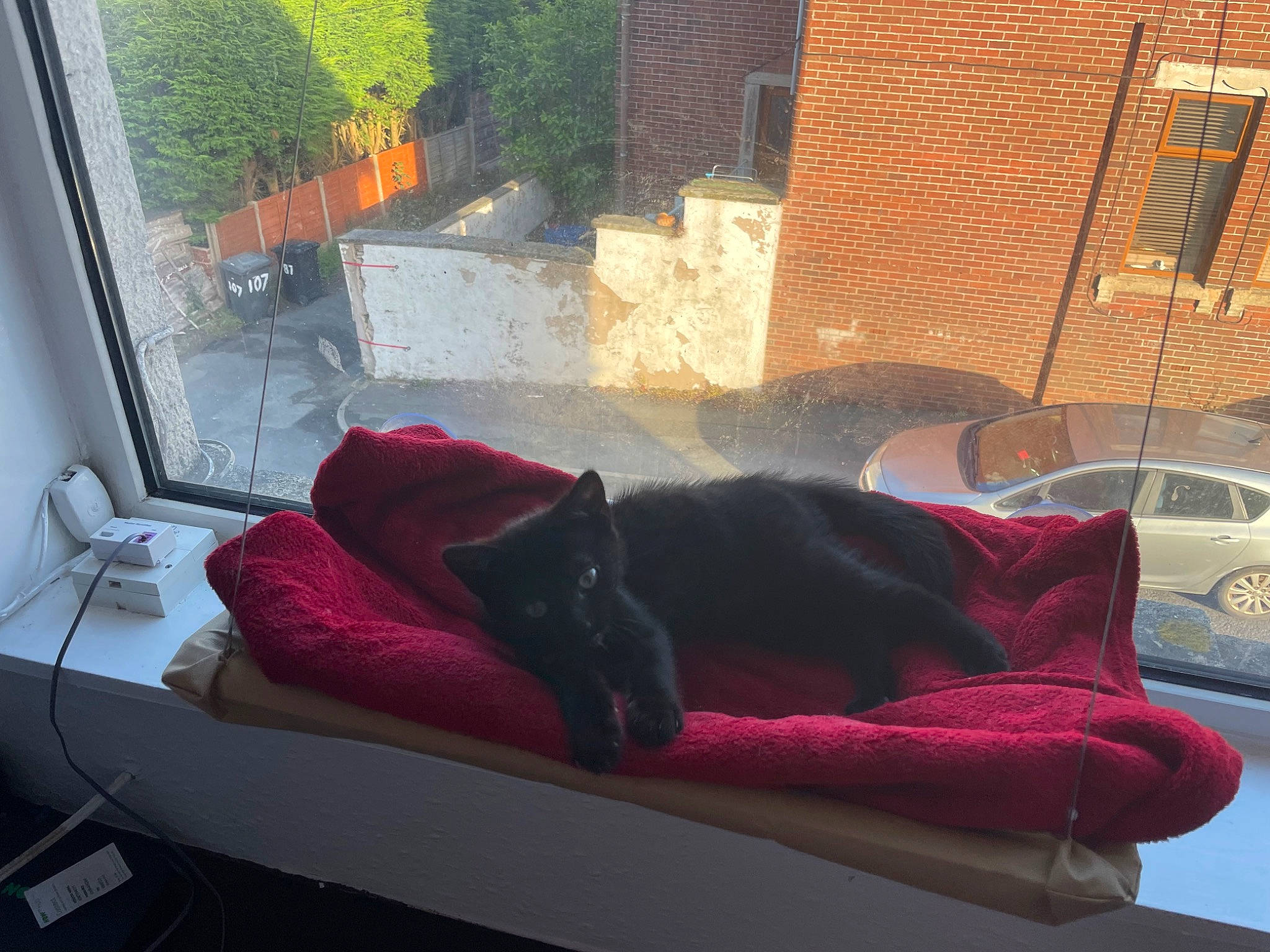 Boba is registered to the contest to win money with this photo: building, carnivore, comfort, companion_dog, couch, dog, dog_breed, felidae, flooring, house, interior_design, living_room, plant, shade, small_to_medium_sized_cats, studio_couch, tail, tints_and_shades, window, wood