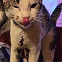 cat, tongue_out, collar, tag, whiskers, fur, ears, paws, indoor, close_up, curious, pet, animal, cute, playful, feline, soft_light, texture, background_blur, domestic