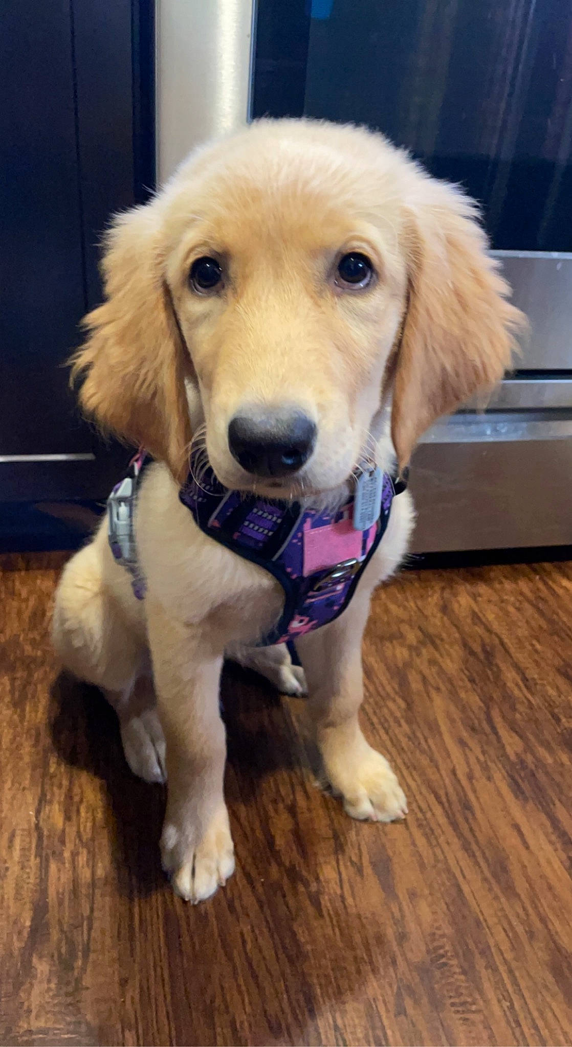 Mia joined the competition — help win amazing prizes! carnivore, companion_dog, dog, dog_breed, dog_supply, fawn, floor, flooring, fur, hardwood, laminate_flooring, mammal, paw, plank, sporting_group, tail, varnish, wood, wood_flooring, wood_stain