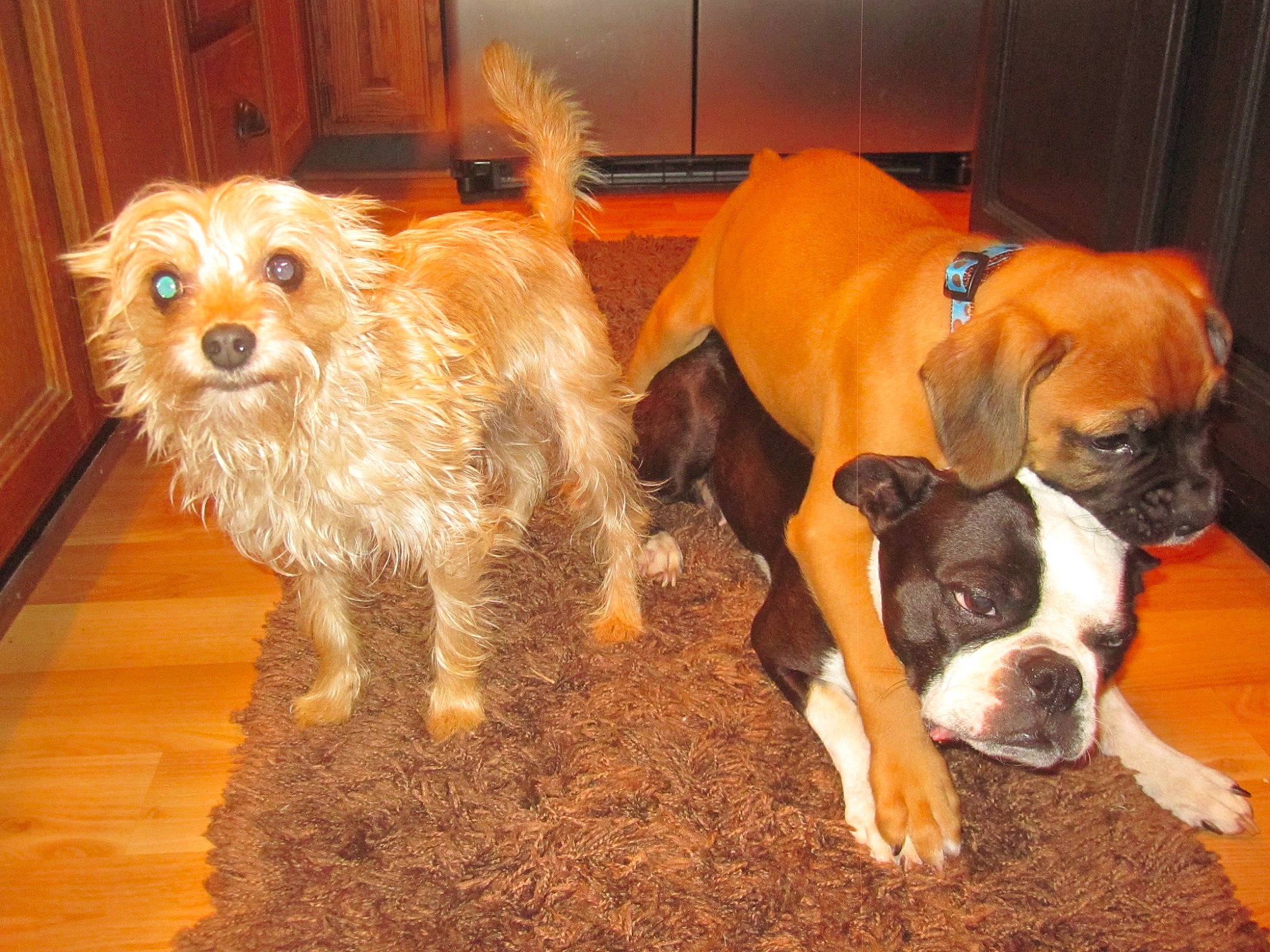 Chesney is registered to the contest to win money with this photo: boxer, canidae, carnivore, companion_dog, dog, dog_breed, fawn, flooring, fur, hardwood, small_terrier, snout, sporting_group, terrier, toy_dog, vertebrate, whiskers, wood, working_animal, wrinkle