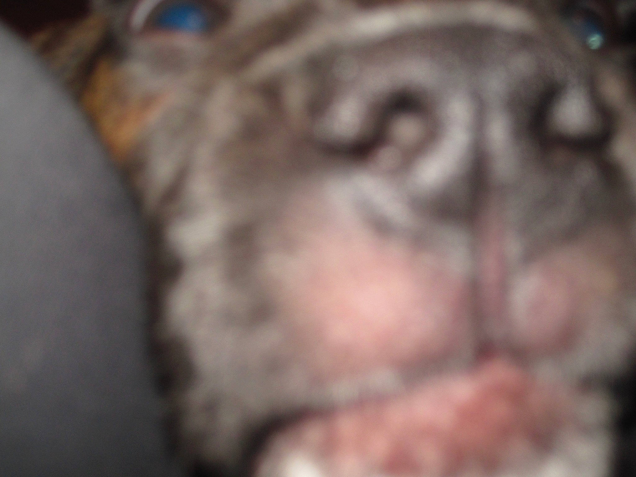 Chesney joined the competition — help win amazing prizes! art, canidae, close_up, companion_dog, dog_breed, domestic_short_haired_cat, ear, eyelash, fawn, felidae, fur, gesture, paw, small_to_medium_sized_cats, sporting_group, whiskers, window, wood, working_animal, wrinkle