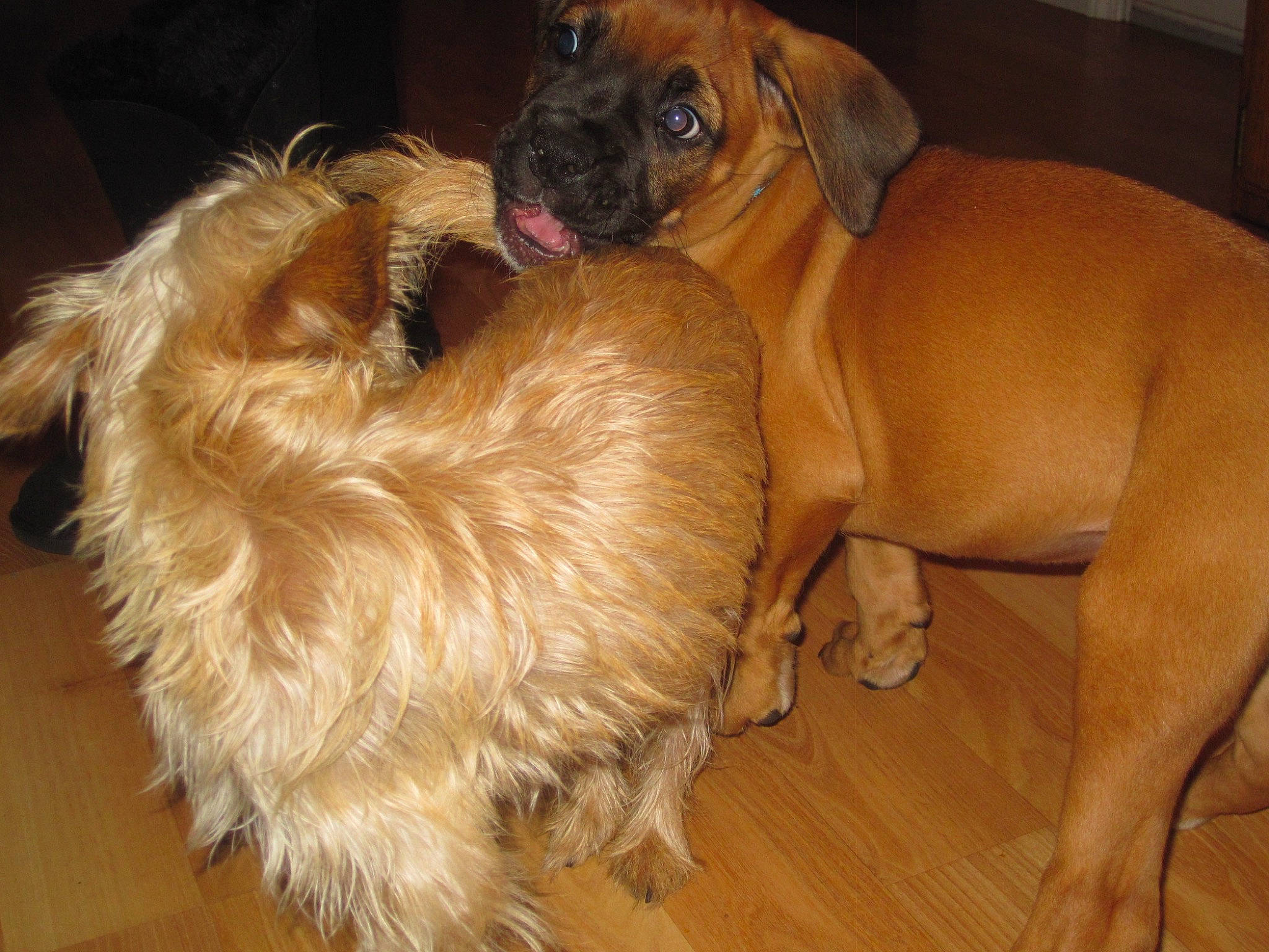 Chesney joined the competition — help win amazing prizes! canidae, carnivore, comfort, companion_dog, dog, dog_breed, fawn, flooring, fur, hardwood, liver, paw, snout, sporting_group, tail, terrestrial_animal, wood, working_animal, working_dog, wrinkle