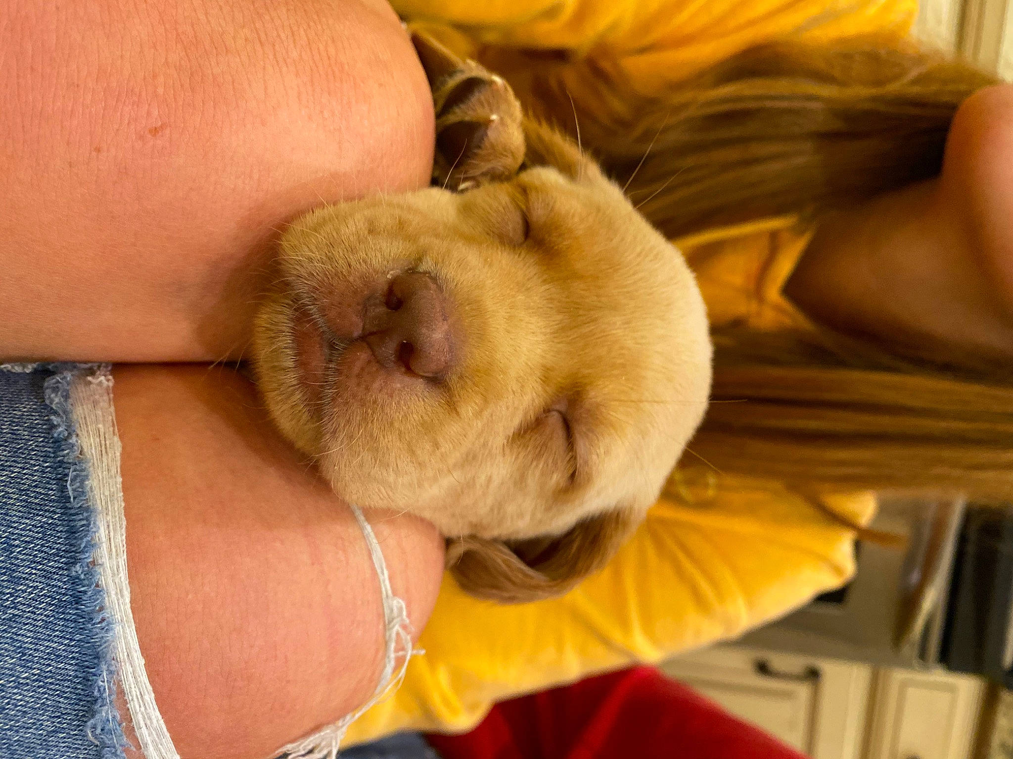 Cede Benz joined the competition — help win amazing prizes! baby, carnivore, comfort, companion_dog, dog, dog_breed, ear, elbow, fawn, felidae, finger, fur, nail, small_to_medium_sized_cats, snout, sporting_group, tail, whiskers, working_animal, yellow