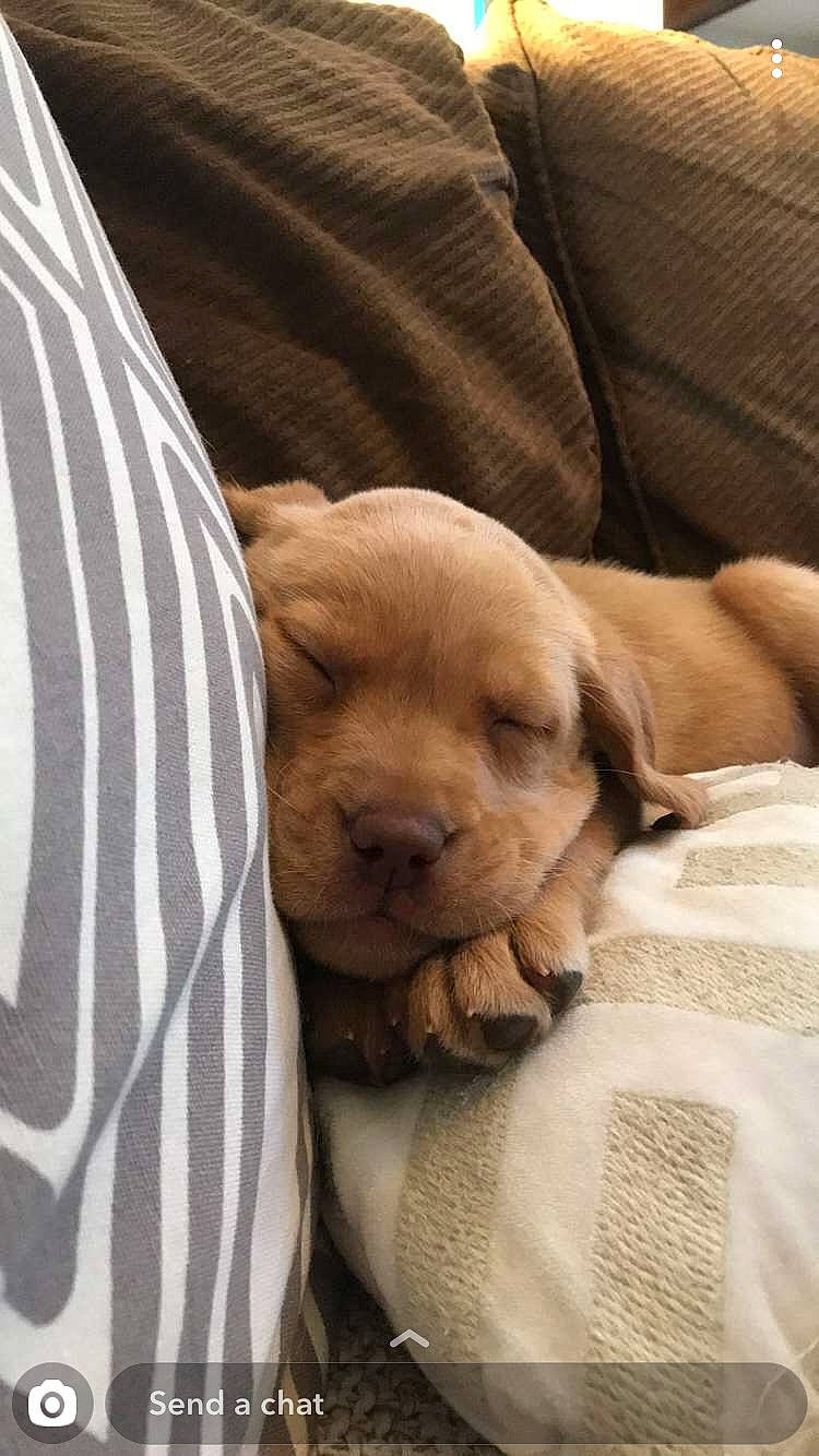 Cede Benz is registered to the contest to win money with this photo: bedding, carnivore, comfort, companion_dog, dog, dog_breed, dog_supply, fawn, fur, linens, liver, nap, retriever, sleeve, snout, sporting_group, whiskers, wood, working_animal, wrinkle