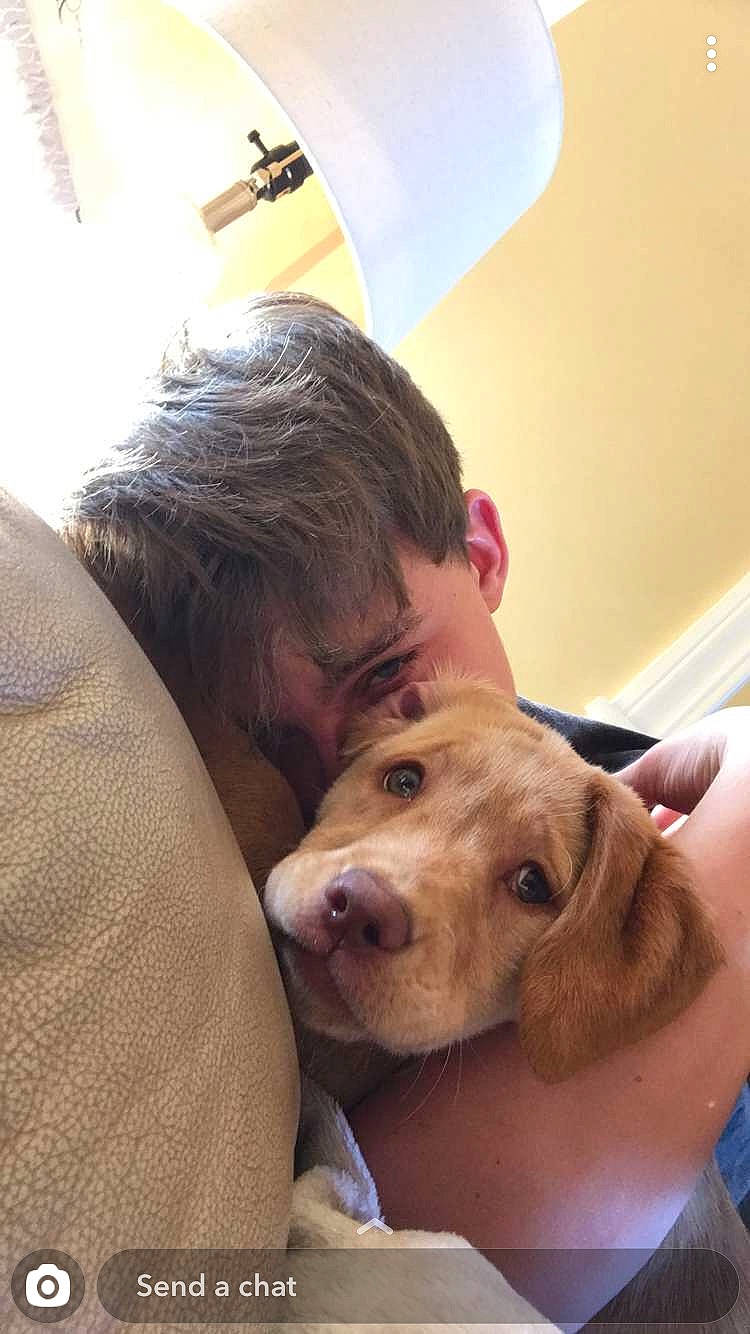 Cede Benz joined the competition — help win amazing prizes! bedtime, canidae, carnivore, comfort, companion_dog, dog, dog_breed, ear, fawn, fur, gesture, happy, jaw, puppy_love, retriever, selfie, snout, sporting_group, whiskers, working_animal