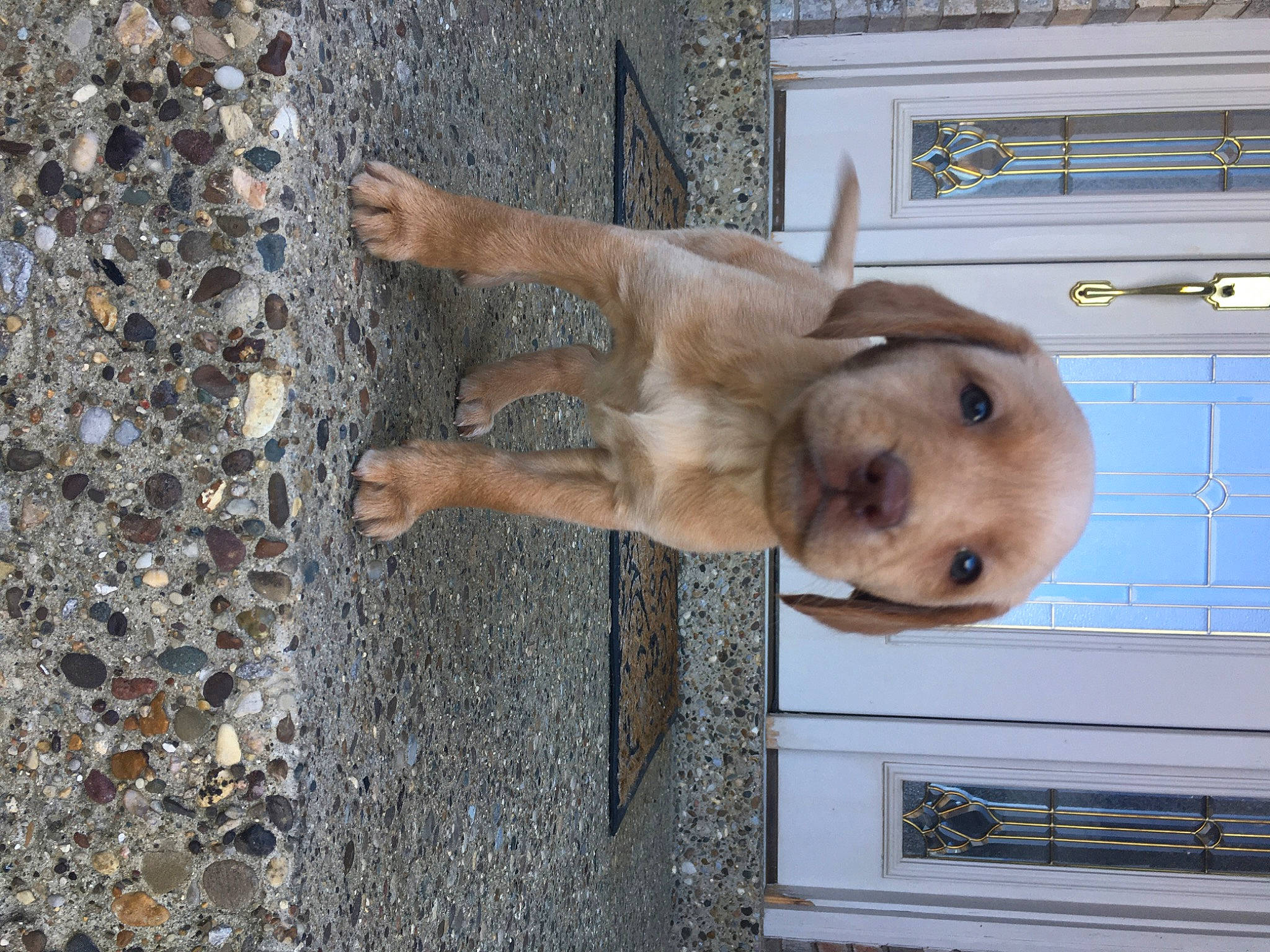 Cede Benz joined the competition — help win amazing prizes! canidae, carnivore, companion_dog, dog, dog_breed, fawn, snout, sporting_group, tail, wood