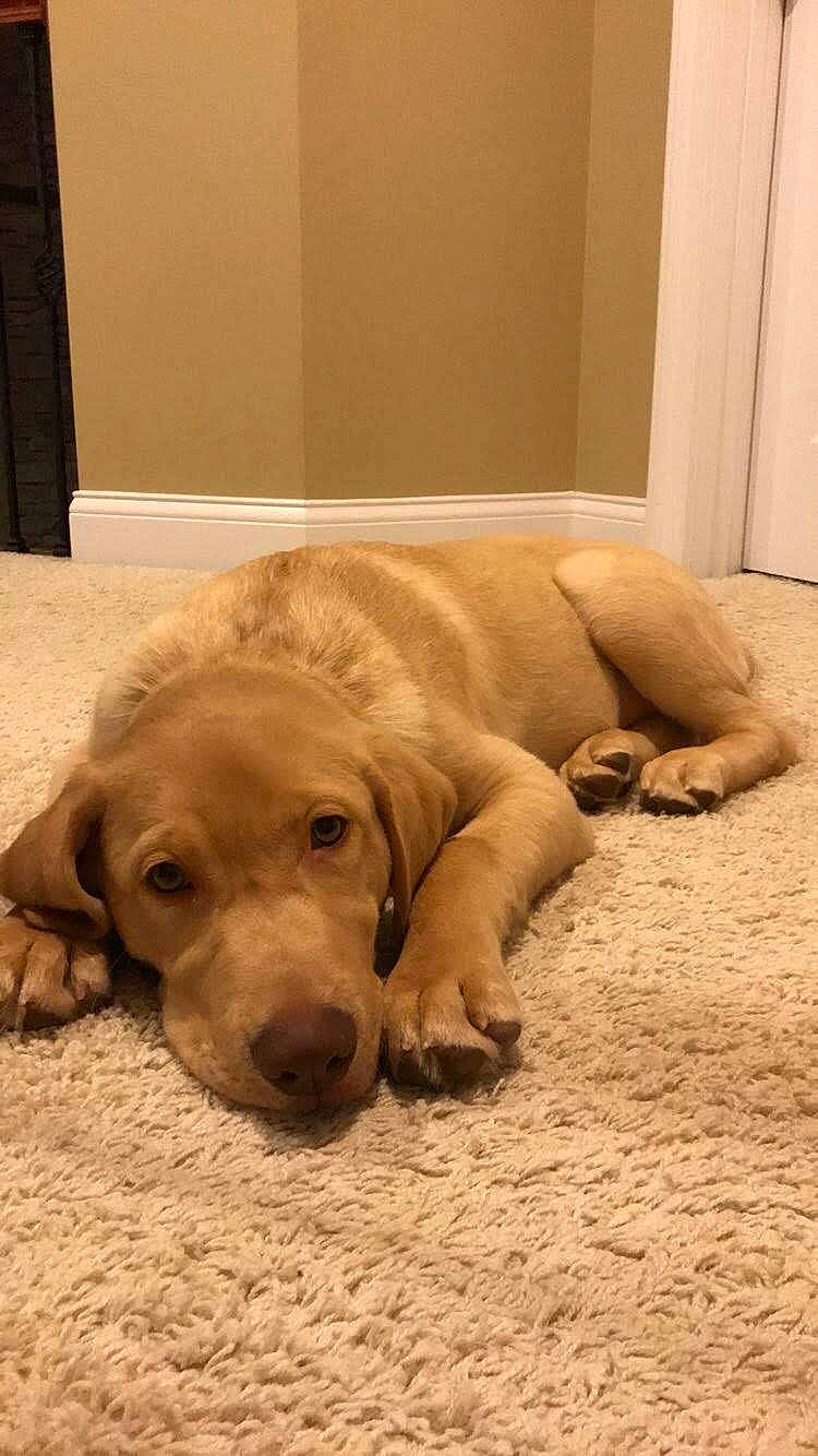 River Dudley Green joined the competition — help win amazing prizes! bored, carnivore, comfort, companion_dog, dog, dog_breed, fawn, floor, flooring, fur, gun_dog, hardwood, labrador_retriever, liver, retriever, tail, terrestrial_animal, whiskers, wood, working_animal