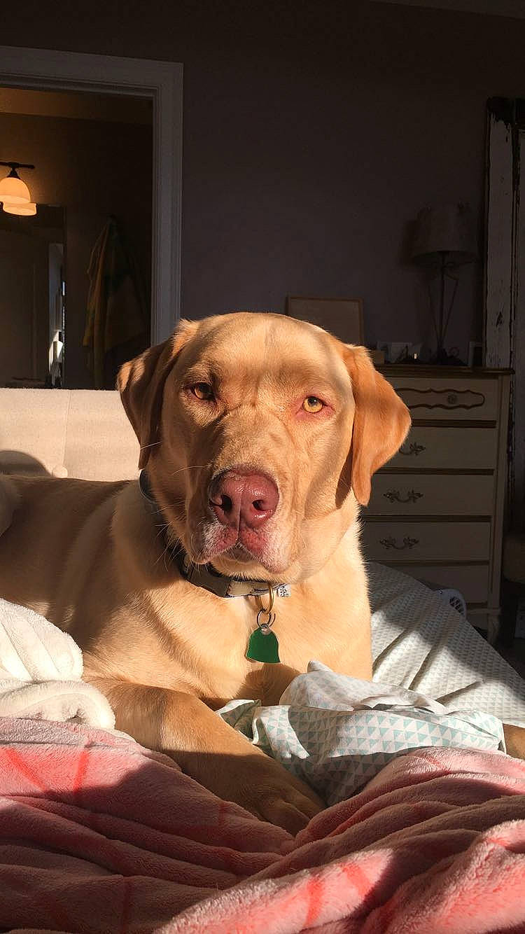 River Dudley Green is registered to the contest to win money with this photo: cabinetry, canidae, carnivore, chest_of_drawers, collar, comfort, companion_dog, dog, dog_breed, dog_collar, dog_supply, drawer, fawn, liver, pet_supply, snout, sporting_group, whiskers, working_animal, wrinkle